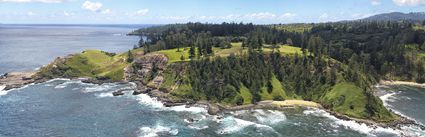 Shearwater - Norfolk Island (PBH4 00 18961)